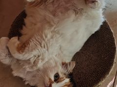 -小伙伴宠物医院•急重症转诊中心·老年专科·犬猫全科(北大街总院)