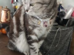 -海边的猫和咖啡馆