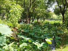 -陈家山荷花公园