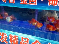 -中环花鸟鱼虫市场