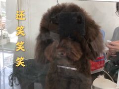 -BABYDOG宝贝狗宠物乐园(欧洲城店)