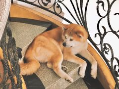 -喜柴咖啡·柴犬狗咖