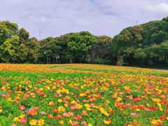 -上海共青森林公园