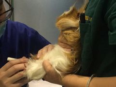 -雨林宠物医院 非犬猫异宠专科