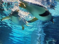 -成都浩海立方海洋公园