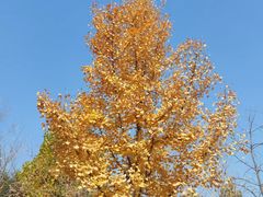 -北京西山国家森林公园