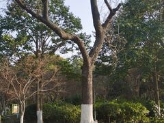 -青枫公园