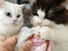 -楼上猫咖(罗湖店)