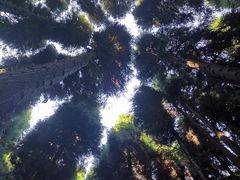 -武陵山森林公园