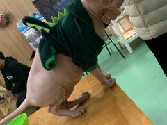 -藦茜花园宠物主题亲子互动体验馆(国顺东路店)