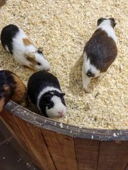 -Zoolung Zoolung动物主题公园(海信广场店)