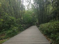 -大屏嶂森林公园