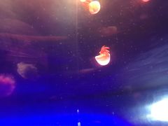 -青岛海底世界-水族馆