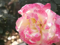 -人民公园(罗湖区)