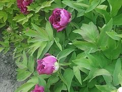-莲花池公园