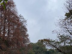 -深圳仙湖植物园