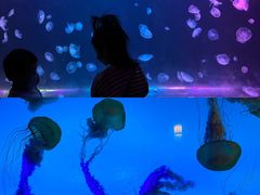 -太平洋海底世界