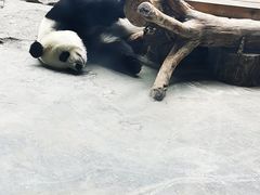 -石家庄市动物园