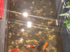 -金山烤肉(中兴公园店)