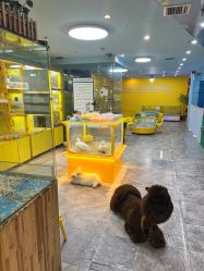 -神奇动物撸宠馆·羊驼·小浣熊·异宠(豫园店)