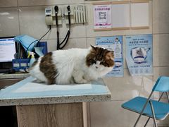 -半岛宠物医院24小时(白果林店)