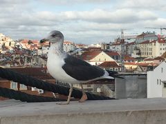 -商业广场(Praça do Comércio)