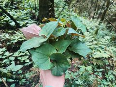 -武陵山森林公园