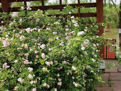 -白鹭湾湿地公园