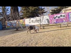 -趣玩宠物乐园寄养训犬训狗游泳池