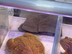 -中环花鸟鱼虫市场