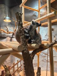 -Zoolung Zoolung动物主题公园(海信广场店)