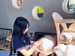 -豆逗聊愈猫阁Easy Life