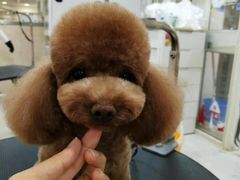 -多卡布奇宠物生活馆(上林世家店)