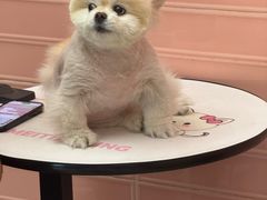 -FAELING PETS美天灵宠物(合生汇店)