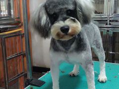 -家有小宠宠物美容(双楠街店)