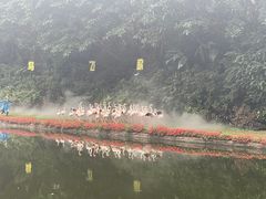 -广州长隆飞鸟乐园