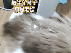 -钦宠·猫咪售卖·洗护·寄养(东圃旗舰店)