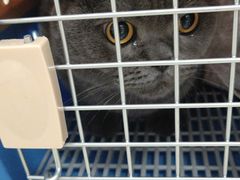 -宠福鑫康馨动物医院·骨科·眼科