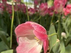 -洛阳郁金香牡丹园