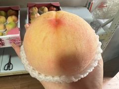 -南汇新场正宗水蜜桃采摘