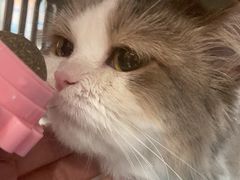 -瑞派宠物医院·犬猫全科·猫友好(宾水西道店)