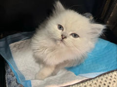 -柚子猫舍·精品猫舍购猫·猫咪认养·购宠·宠物店