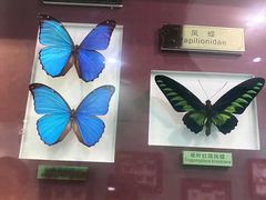 -上海昆虫博物馆
