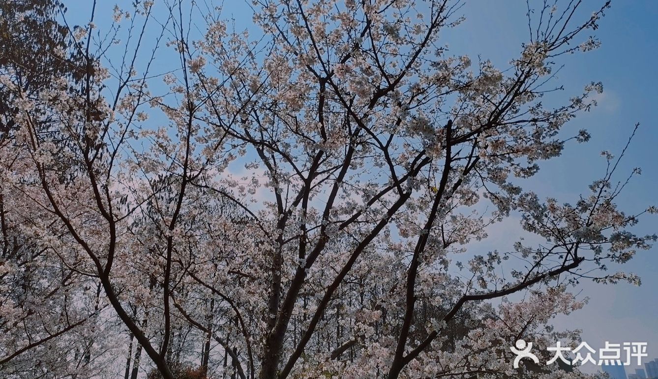 🌸