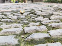 -西安大兴善寺
