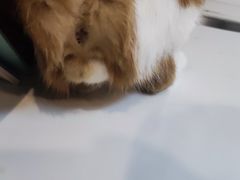 -御宝贝·A梦猫科宠物医院(国际猫友好医院)