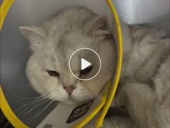 -A猫a狗全科·犬猫异宠·芥西宠物医院(南开总院)