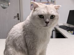 -宠颐生动物医院·猫科·心脏科(海口分院)