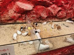 -上海大自然野生昆虫馆