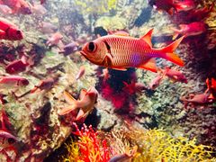 -太平洋海底世界